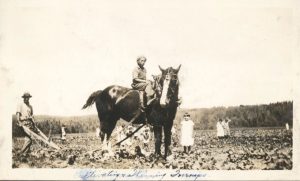 Cultivating and thinning turnips, Cecilia Jeffrey School, c.1937 (G-4451-fc-11)