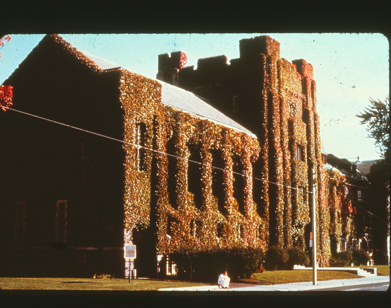 The Ivy was removed from the College in the 70's for preservation reasons
