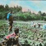 Working in the field, Cecilia Jeffrey School, c. early 1950s (G-18-ls-28)